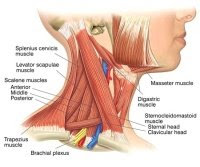 Neck Muscles