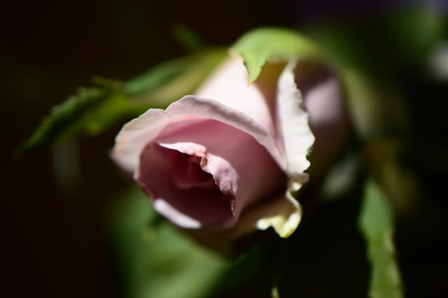 rose "Sterling Silver", hybrid tea rose, mid-century rose, small sunny garden, desert garden