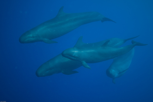 Saturday 28th May 2011 False killer Whales This morning we took our divers