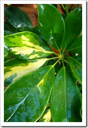 Schefflera arboricola 'Variegata'. Foto: M. Eiterer.