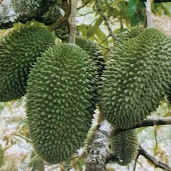 Bibit Pohon Durian Petruk Super Genjah