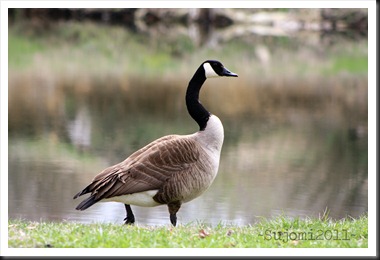 2011 03 31 IMG_0409w