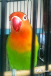 Foto Gambar Burung Love Bird Pacok Bening