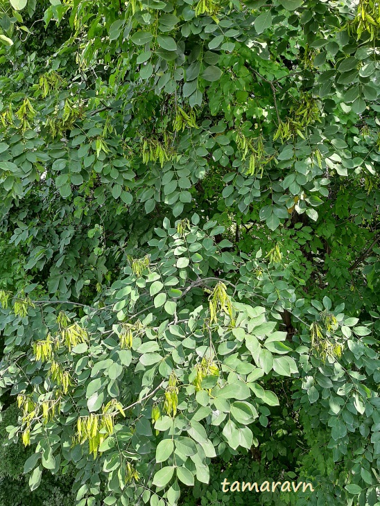 Маакия амурская (Maackia amurensis)