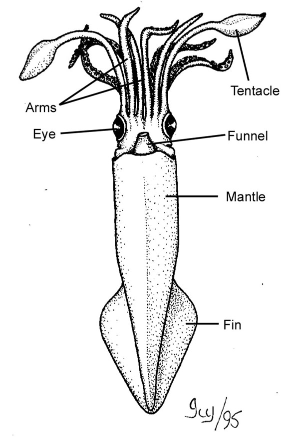 Just Know Gambar  gambar  filum mollusca