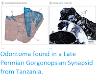 http://sciencythoughts.blogspot.co.uk/2017/02/odontoma-found-in-late-permian.html