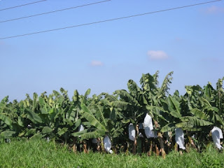 banana plantation, Honduras