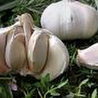 Manfaat Bawang Putih