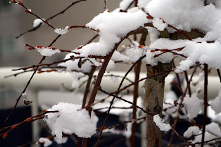 snow on weeping willow