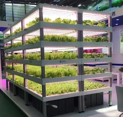 Hydroponic-Grow-System-with-LED-Lights