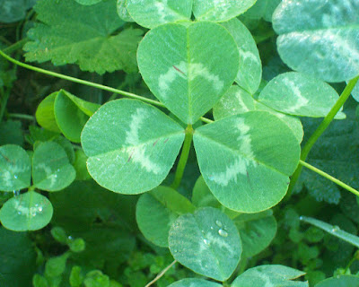 St. Patrick's Clover - Bright green three-leafed clover