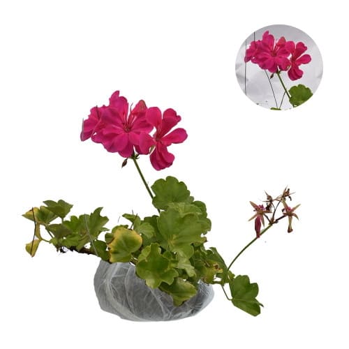 Geranium Fuchsia Pink