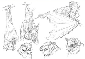 05-Species-of-bats-Animal-Pencil-Drawings-Chen-Yang-www-designstack-co