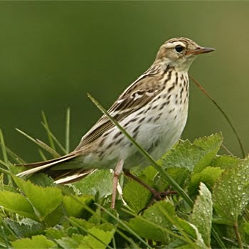 Lihat, Dengar dan Fikir: Kisah si Pipit