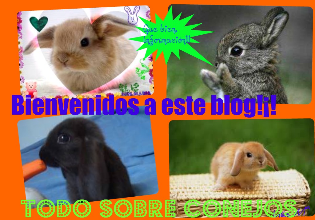 Todo sobre conejos