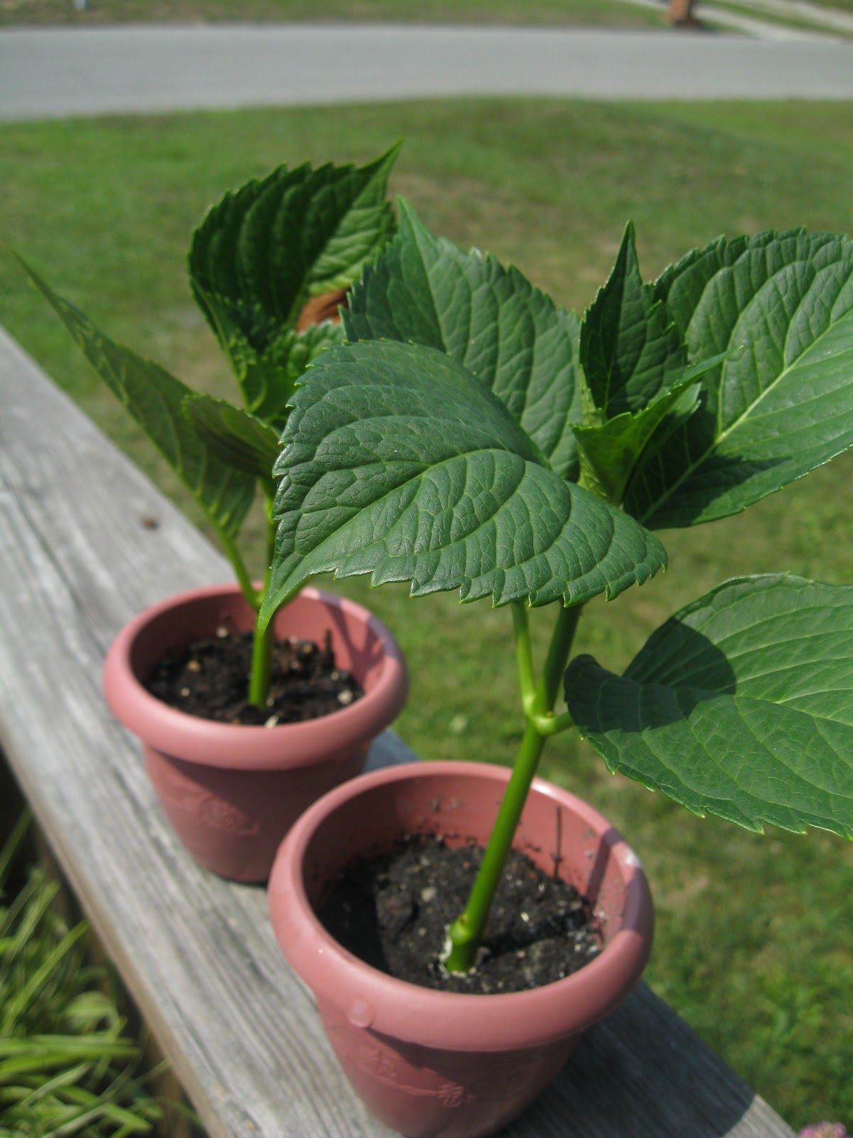 TIP GARDEN: Thrifty Gardening: How to Root Hydrangeas From a Cutting.