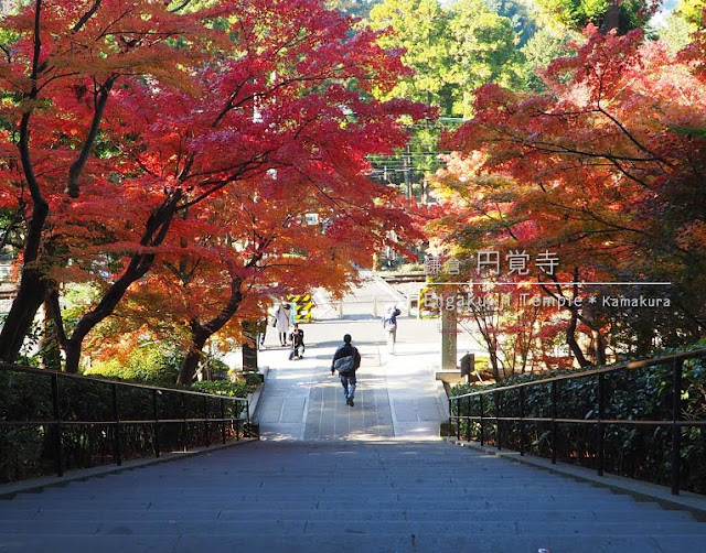 円覚寺･総門から見える階段脇の紅葉