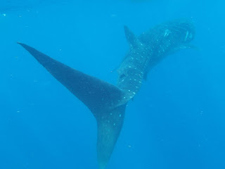 A whale shark glides past. Watch out for that tail!