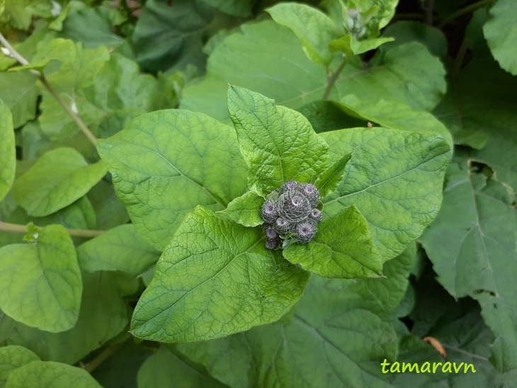 Лопух войлочный (Arctium tomentosum)