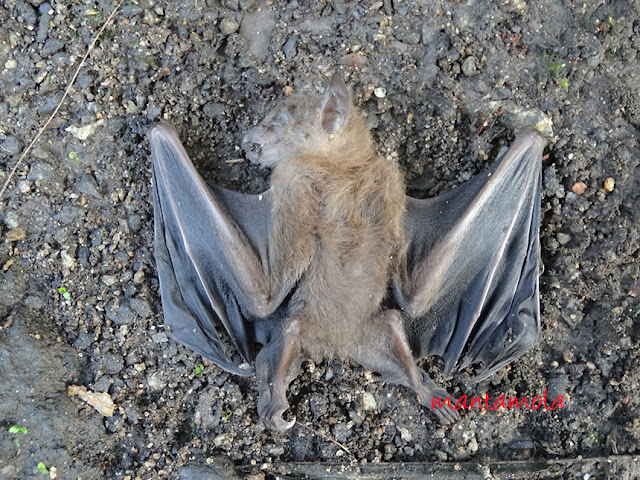 Common Fruit Bat