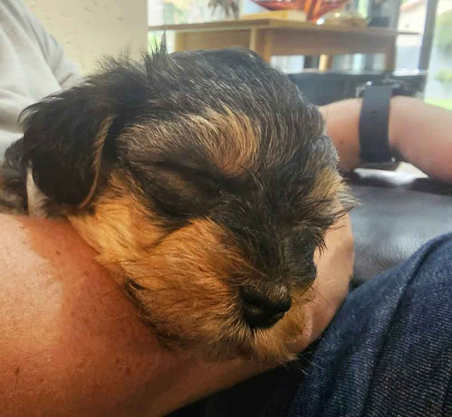 Adopt a Morkie-Yorkie male Puppy 6 weeks old, Buttons