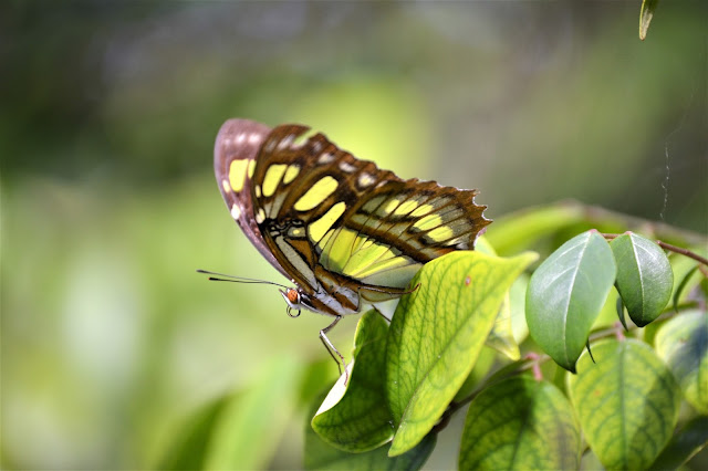 Mariposa Malaquita