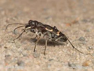 serangga, mematikan, serangga pembunuh, insect, insting pembunuh