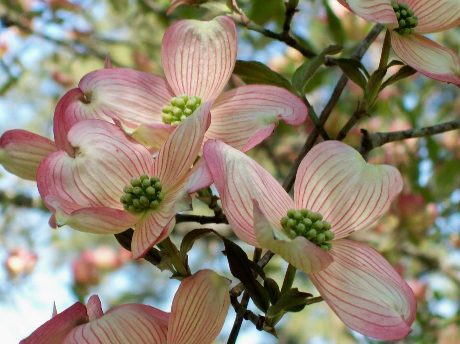 The legend of the dogwood tree