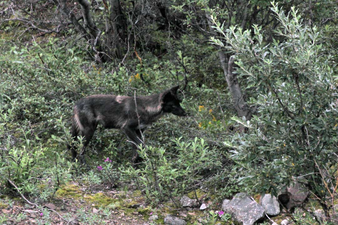 Black Wolf