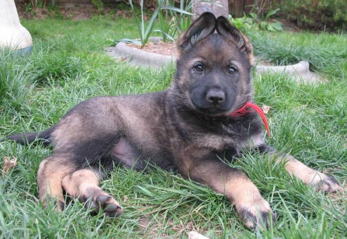 Cute Puppy Dogs: german shepherd puppies