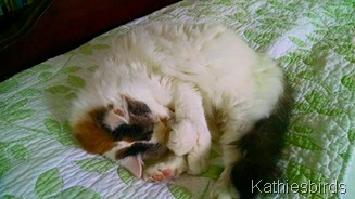 17. 7-4-15 kitty bliss