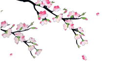 Dian Yang Tak Kunjung Padam: Aneka Animasi Bunga Sakura ...