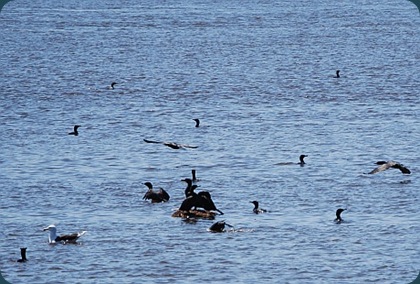 saint john harbour birds 001