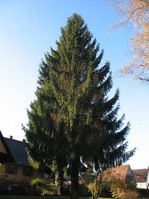 The Norway Spruce tree
