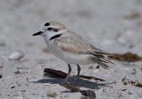 Snowy Plover - Carlos Pointe, Florida