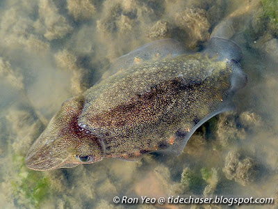 Spineless Cuttlefish (Sepiella inermis)