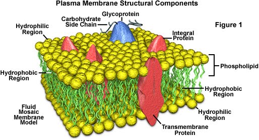 cell membrane model. mosaic model of membrane