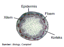 Materi Biologi November 2011