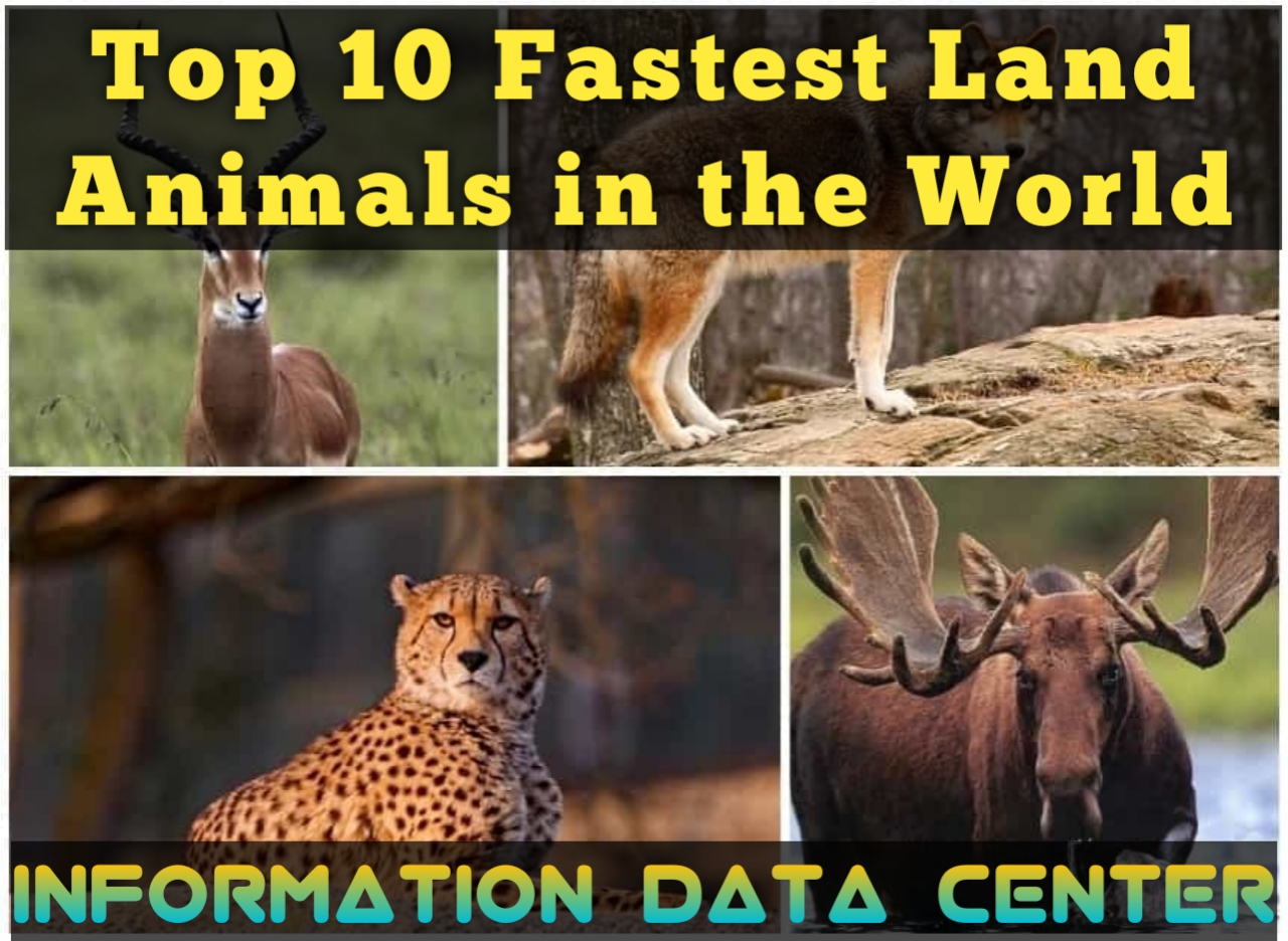 Top 10 Fastest Land Animals In the World