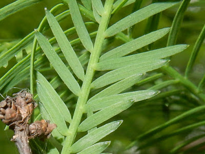 Leaves of Bald Cypress (lower face)