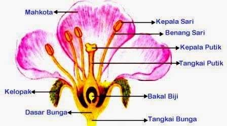 Bagian Bagian Bunga  dan Fungsinya