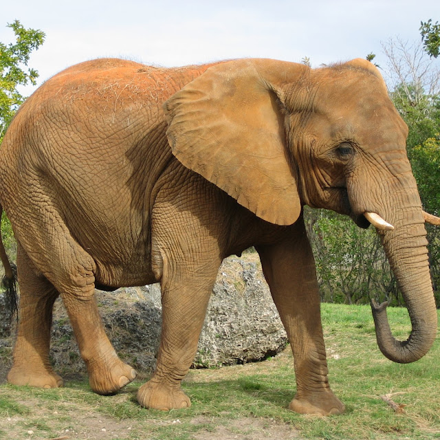Foto Foto Binatang Gambar Gajah 