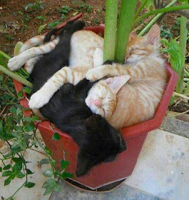 Container gardening you're doing it wrong