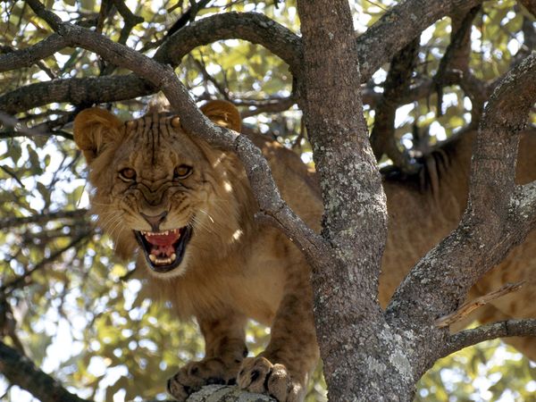 Lion in tree