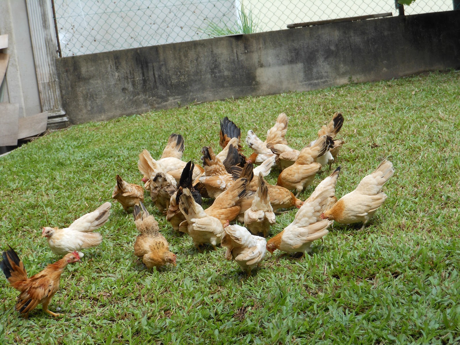 Ubat Cacing Untuk Ayam - Berubat o