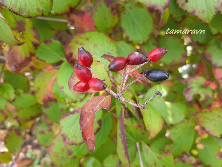 Калина буреинская (Viburnum burejaeticum)