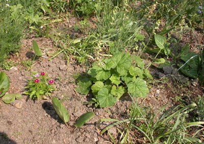 the flowerbed 20 May 2008