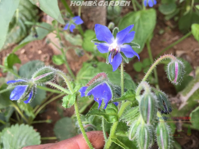 Borage (Borage officinalis),  is a Mediterranean annual herb that is very easy to grow. It has hairy leaves and stems with a 5 pointed blue flower.