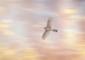 Adult Cooper's hawk.