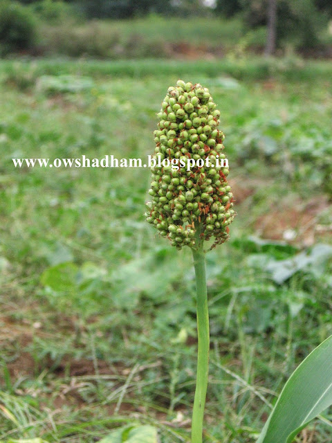 சோளம் வகைகள், சோளம் சமையல், சோளம் உணவுகள், சோளம் படம், சோளம் சாகுபடி, சோளம் நன்மைகள், சோளம் மருத்துவ பயன்கள், solam in english, solam in tamil, solam plant, solam picture, cholam adai, solan agri, solam health benefits, solam health benefits in tamil, solam idli in tamil, solam nanmaigal in tamil, solam on english, uses of solam in tamil, benefits of solam, solam use in tamil, solam varieties ,